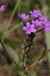 Tuberous vervain